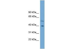 WB Suggested Anti-CLUAP1 Antibody Titration: 0. (CLUAP1 antibody  (C-Term))