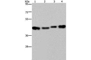 Western Blot analysis of HepG2, Raji, A431 and 231 cell using HSP40-4 Polyclonal Antibody at dilution of 1:800 (HSP40-4 antibody)