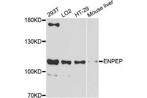 Western blot analysis of extracts of various cell lines, using ENPEP antibody (ABIN5997676) at 1:3000 dilution. (ENPEP antibody)
