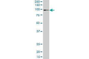 ATP2C1 MaxPab rabbit polyclonal antibody. (ATP2C1 antibody  (AA 1-919))