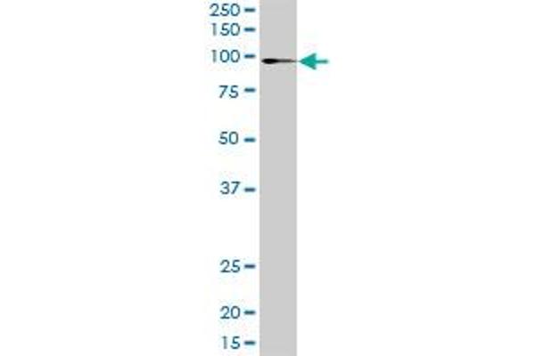 ATP2C1 antibody  (AA 1-919)