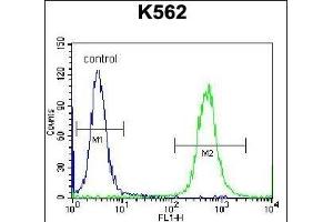 OXA1L Antibody (C-term) (ABIN656775 and ABIN2845994) flow cytometric analysis of K562 cells (right histogram) compared to a negative control cell (left histogram).