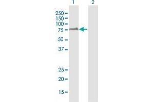 Western Blot analysis of HBP1 expression in transfected 293T cell line by HBP1 MaxPab polyclonal antibody. (HBP1 antibody  (AA 1-514))