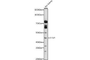 Western blot analysis of extracts of Rat kidney, using c-Jun antibody (ABIN6131074, ABIN6142670, ABIN6142671 and ABIN6215187) at 1:1000 dilution. (C-JUN antibody  (AA 1-70))