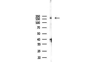 anti-Complement Component 3 (C3) (Internal Region) antibody