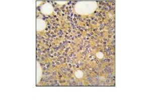 Image no. 1 for anti-Protein Arginine Methyltransferase 3 (PRMT3) (C-Term) antibody (ABIN356525) (PRMT3 antibody  (C-Term))