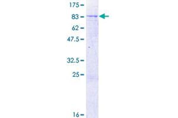 ALDH5A1 Protein (AA 1-535) (GST tag)