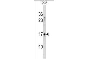 Western blot analysis in 293 cell line lysates (35ug/lane). (SYS1 antibody  (C-Term))