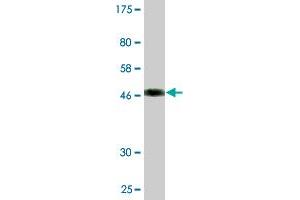Western Blot detection against Immunogen (49. (FGF19 antibody  (AA 1-216))