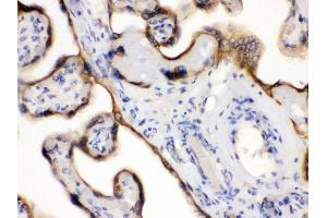 Anti- EDNRB Picoband antibody, IHC(P) IHC(P): Human Placenta Tissue (EDNRB antibody  (C-Term))