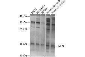 Western blot analysis of extracts of various cell lines, using MLN Antibody (ABIN6128307, ABIN6143890, ABIN6143891 and ABIN6222013) at 1:1000 dilution.