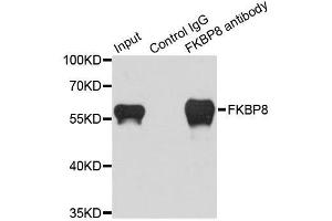 Immunoprecipitation analysis of 200ug extracts of HeLa cells using 1ug FKBP8 antibody. (FKBP8 antibody  (AA 60-270))
