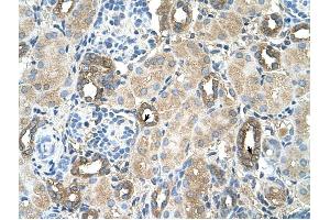 MGAT2 antibody was used for immunohistochemistry at a concentration of 4-8 ug/ml to stain Epithelial cells of renal tubule (arrows) in Human Kidney. (MGAT2 antibody)