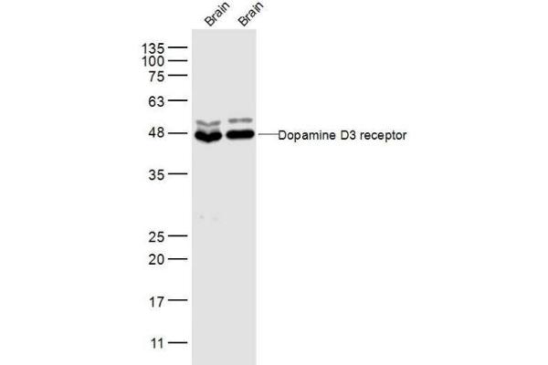 DRD3 antibody  (AA 352-446)