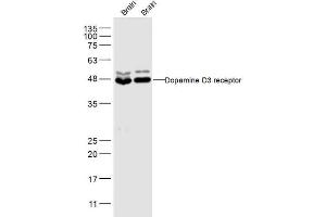 Lane 1: Mouse Brain lysates Lane 2: Rat Brain lysates probed with Dopamine D3 receptor Polyclonal Antibody, Unconjugated  at 1:500 dilution and 4˚C overnight incubation. (DRD3 antibody  (AA 352-446))