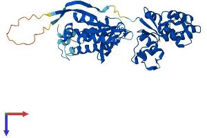 Chromosome 7 Open Reading Frame 25 (C7ORF25) (AA 1-421) protein (His tag)