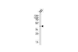 Western blot analysis of lysate from 293 cell line, using CERKL Antibody (N-term) (ABIN6243452 and ABIN6577445). (CERKL antibody  (N-Term))