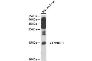 Western blot analysis of extracts of mouse heart, using CTNNBIP1 antibody (ABIN6133483, ABIN6139210, ABIN6139211 and ABIN6222937) at 1:1000 dilution. (CTNNBIP1 antibody  (AA 1-81))