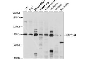 Western blot analysis of extracts of various cell lines, using UNC93B1 antibody (ABIN7271223) at 1:1000 dilution. (UNC93B1 antibody  (AA 450-550))