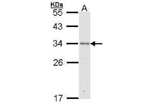 WB Image Sample (30 ug of whole cell lysate) A: Molt-4 , 12% SDS PAGE antibody diluted at 1:1000 (RPA2 antibody)