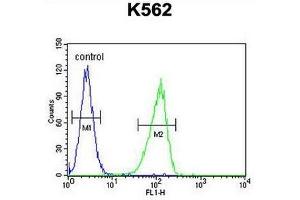 CRFR1 Antibody (Q103) flow cytometric analysis of K562 cells (right histogram) compared to a negative control cell (left histogram).