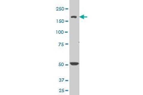 SCN8A antibody  (AA 1854-1951)