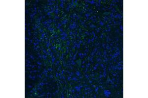 Immunofluorescent staining of mouse spinal cord with HTR3E polyclonal antibody . (HTR3E antibody  (AA 345-394))