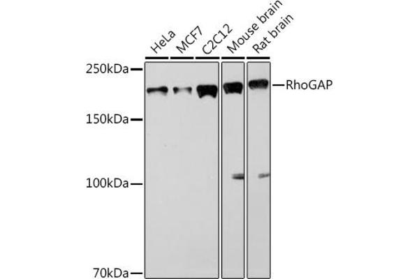 ARHGAP5 antibody