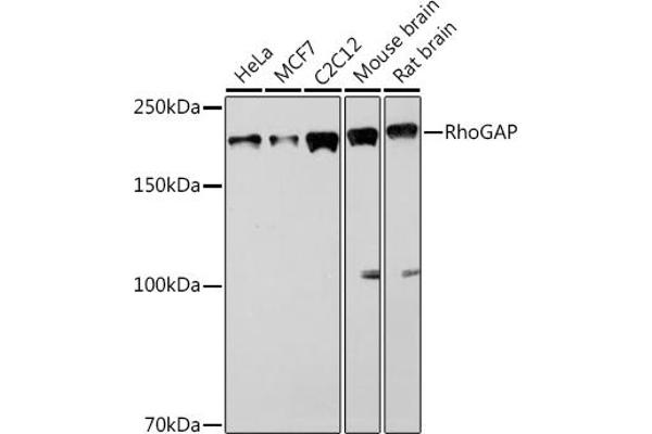 ARHGAP5 antibody