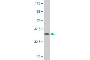 ZHX3 antibody  (AA 863-955)