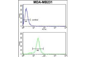 Flow cytometry analysis of MDA-MB231 cells (bottom histogram) compared to a negative control cell (top histogram). (SERPINA3 antibody  (C-Term))