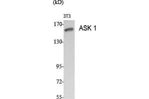 Western Blot (WB) analysis of specific cells using ASK 1 Polyclonal Antibody. (ASK1 antibody  (Ser9))