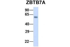 Host:  Rabbit  Target Name:  ZBTB7A  Sample Type:  Human Adult Placenta  Antibody Dilution:  1.