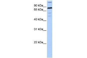 ZNF700 antibody used at 0. (ZNF700 antibody  (C-Term))