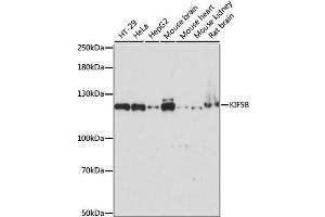 Western blot analysis of extracts of various cell lines, using KIF5B antibody (ABIN6291625) at 1:1000 dilution. (KIF5B antibody)
