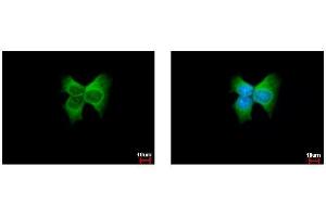 ICC/IF Image ERp57 antibody [C3], C-term detects PDIA3 protein at cytoplasm by immunofluorescent analysis.