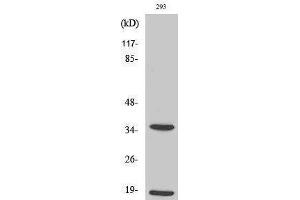 Western Blotting (WB) image for anti-Caspase 6 p18 (Asp179), (cleaved) antibody (ABIN3172733) (Caspase 6 p18 (Asp179), (cleaved) antibody)
