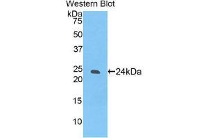 Western Blotting (WB) image for anti-Sialic Acid Binding Ig-Like Lectin 12 (SIGLEC12) (AA 22-218) antibody (ABIN1174410)