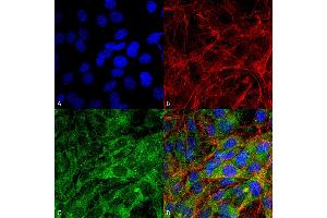 Immunocytochemistry/Immunofluorescence analysis using Rabbit Anti-FNIP1 Polyclonal Antibody . (FNIP1 antibody  (HRP))