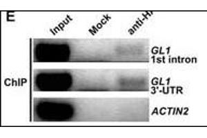 ChIP was performed with 35S:HATCL1 plants using anti-HA antibodies. (HA-Tag antibody)