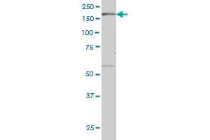 MAP3K4 monoclonal antibody (M08), clone 4F10 Western Blot analysis of MAP3K4 expression in NIH/3T3 . (MAP3K4 antibody  (AA 1201-1300))