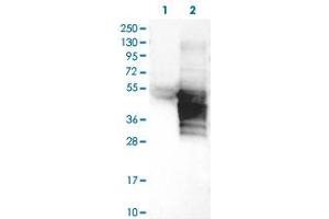 Western Blot (Cell lysate) analysis of (1) Negative control (vector only transfected HEK293T lysate), and (2) Over-expression lysate (Co-expressed with a C-terminal myc-DDK tag (~3. (RHOXF2 antibody)