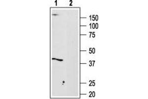 Western blot analysis of Malme-3M cell lysate: - 1. (Adenosine A3 Receptor antibody  (3rd Intracellular Loop))