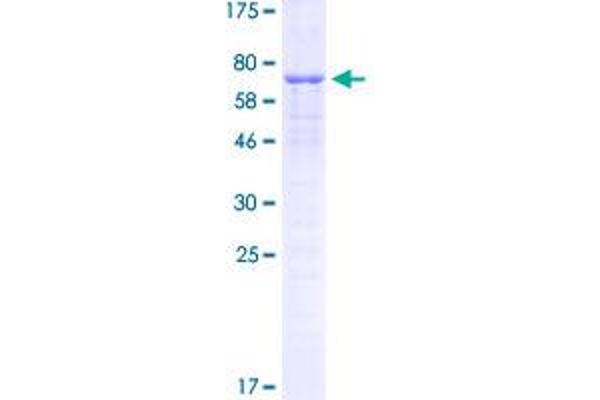 CEBPA Protein (AA 1-358) (GST tag)