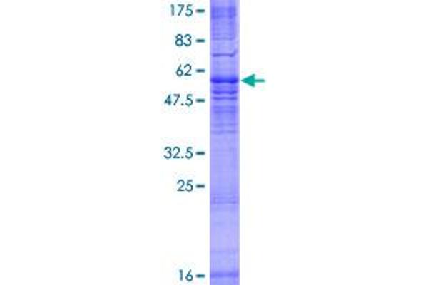 MRGPRX3 Protein (AA 1-322) (GST tag)