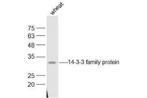 Wheat lysates probed with 14-3-3 family protein Polyclonal Antibody, Unconjugated  at 1:500 dilution and 4˚C overnight incubation. (LOC543565 antibody  (AA 151-261))