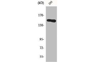 Western Blot analysis of 293 cells using GAK Polyclonal Antibody (GAK antibody  (N-Term))