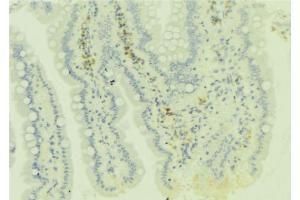 ABIN6279081 at 1/100 staining Mouse colon tissue by IHC-P. (ADAMDEC1 antibody  (C-Term))