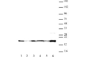Histone H2A. (H2AFX antibody  (pTyr142))