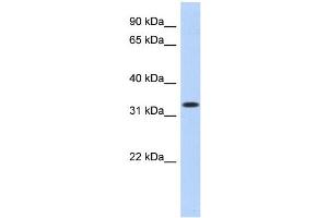 WB Suggested Anti-MPPED2 Antibody Titration:  0.